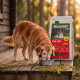 Chien senior doré mangeant dans un bol en métal à côté d'un sac de 12 kg étiqueté Wilderness Pure Beef (nourriture pour chiens).
