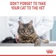 A tabby cat on a vet table looks at the camera while a person in a white coat holds it. Text: "DON'T FORGET TO TAKE YOUR CAT TO THE VET."