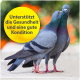 Zwei Tauben eng beieinander mit einem leuchtend gelben Kreis hinter ihnen, der den Text "Unterstützt die Gesundheit und eine gute Kondition" zeigt.