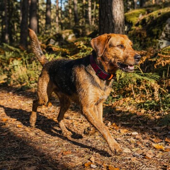 Ein kastanienbraunes Hundehalsband mit einer schwarzen Schnalle und verstellbaren Löchern, mit dem Text 'DIE HUNDIDEA' auf der Schnalle.