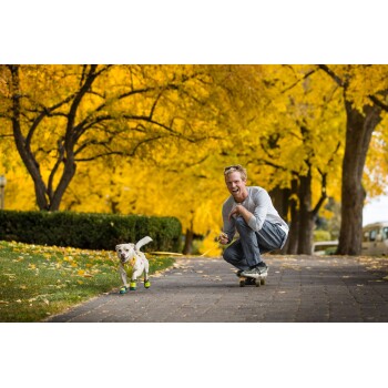 Eine Person auf einem Skateboard, die spielerisch einen glücklichen Hund an der Leine führt, umgeben von lebhaften gelben Herbstbäumen und gefallenem Laub.