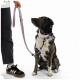 Ein sitzender Hund mit gestromtem Fell und weißer Brust, der ein lila Halsband und eine Leine trägt und nach oben schaut, vor einem schlichten Hintergrund.