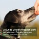 Ein schwarzer Hund mit grauen Abzeichen schaut auf eine Hand, die einen Leckerbissen anbietet. Text: "Gesunde Leckereien, um Ihren Hund zu verwöhnen."