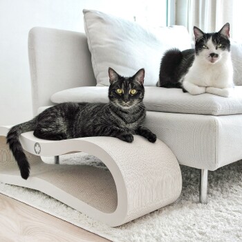 Zwei Katzen, eine schwarz-getigert und eine schwarz-weiß, entspannen auf einem modernen weißen Sofa und einem geschwungenen Kratzbaum in einem hellen Raum.