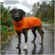 Ein mittelgroßer Hund mit gestromtem Fell trägt einen leuchtend orangefarbenen Regenmantel mit Kapuze und gelben Akzenten, vor einem weißen Hintergrund stehend.