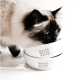 Eine flauschige Siamkatze trinkt aus einem Stapel weißer Schalen, die mit "WASSER" in schwarzem Text beschriftet sind, vor einem weißen Hintergrund.
