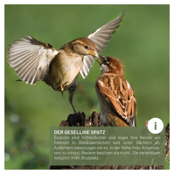 Zwei Spatzen interagieren in einer natürlichen Umgebung, einer fliegt und der andere sitzt. Der Text beschreibt die Nistgewohnheiten von Spatzen.