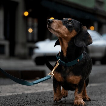 Ein kleiner schwarz-brauner Dackel mit einem türkisfarbenen Halsband und einer Leine, der neugierig in einer städtischen Umgebung mit verschwommenen Lichtern im Hintergrund nach oben schaut.