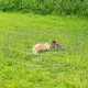Zwei Kaninchen in einem Metall-Drahtgehege auf grünem Gras im Freien.