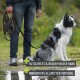 Person hält lange Leine neben sitzendem schwarz-weißem Border Collie im Geschirr; deutscher Text über rutschfestes, wetterfestes Material