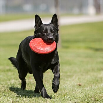 Chien noir courant sur l'herbe, tenant un frisbee rouge dans la gueule.
