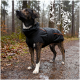 Ein stilvoller Hund, der eine schwarze wasserdichte Jacke mit einem orangefarbenen Streifen trägt und nach oben schaut, vor einem schlichten weißen Hintergrund.