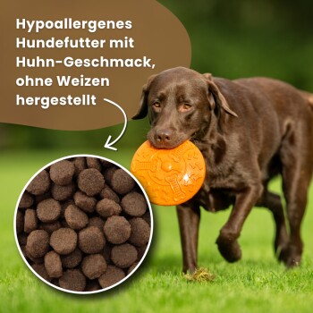 Ein Hund mit einem Halsband frisst aus einer Edelstahlschüssel. Im Bildausschnitt sind trockene Hundefutterpellets mit der Aufschrift "Hypoallergenes Hühneraroma, glutenfrei" zu sehen.