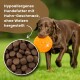 Ein Hund mit einem Halsband frisst aus einer Edelstahlschüssel. Im Bildausschnitt sind trockene Hundefutterpellets mit der Aufschrift "Hypoallergenes Hühneraroma, glutenfrei" zu sehen.