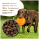 Ein Hund mit einem Halsband frisst aus einer Edelstahlschüssel. Im Bildausschnitt sind trockene Hundefutterpellets mit der Aufschrift "Hypoallergenes Hühneraroma, glutenfrei" zu sehen.
