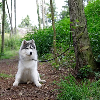 Ein flauschiger sibirischer Husky sitzt auf einem Waldweg, an einen Baum angeleint, umgeben von Grün und weichem Boden.