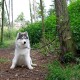 Ein flauschiger sibirischer Husky sitzt auf einem Waldweg, an einen Baum angeleint, umgeben von Grün und weichem Boden.