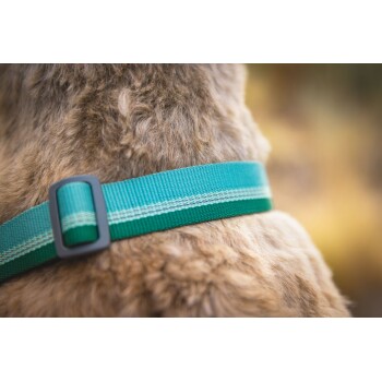 Nahaufnahme des Halses eines Hundes mit einem grünen Halsband, das eine schwarze Schnalle und einen reflektierenden Streifen hat, das die Fellstruktur des Hundes zeigt.