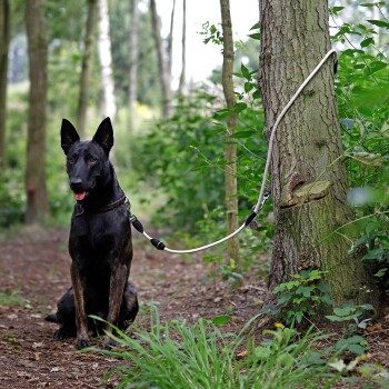 Ein schwarzer Hund mit gestromtem Fell sitzt auf einem Waldweg, an einen Baum angeleint, umgeben von Grün und sanftem Sonnenlicht.