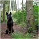 Ein schwarzer Hund mit gestromtem Fell sitzt auf einem Waldweg, an einen Baum angeleint, umgeben von Grün und sanftem Sonnenlicht.