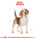 Ilustracja psa rasy Beagle w szczegółowym stylu rysunkowym, oznaczona "RASA: BEAGLE" w pogrubionym czerwonym tekście powyżej.