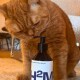 Eine neugierige orangefarbene Katze schnüffelt an einer schwarzen Pumpflasche mit der Aufschrift "H2M" auf einer weichen Oberfläche, mit einem verschwommenen Hintergrund von Möbeln.