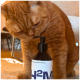 Eine neugierige orangefarbene Katze schnüffelt an einer schwarzen Pumpflasche mit der Aufschrift "H2M" auf einer weichen Oberfläche, mit einem verschwommenen Hintergrund von Möbeln.