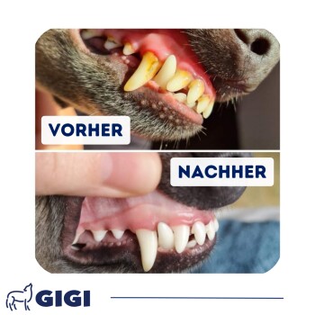 Nahaufnahme der Zähne eines Hundes vor und nach der Reinigung, zeigt entfernte gelbe Zahnsteinablagerungen; beschriftet mit „VORHER“ und „NACHHER“.