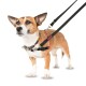 A small brown dog wearing a red harness and black leash, standing against a white background. The harness has "HALTI" printed on it.
