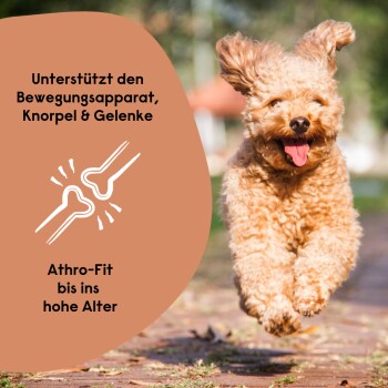 Ein glücklicher brauner Hund läuft auf einem Weg mit Text: "Unterstützt Gelenke, Knorpel & Mobilität" und "Athro-Fit für alle Altersgruppen."