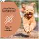 Ein glücklicher brauner Hund läuft auf einem Weg mit Text: "Unterstützt Gelenke, Knorpel & Mobilität" und "Athro-Fit für alle Altersgruppen."