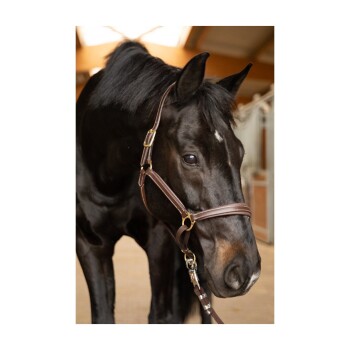 Eine Nahaufnahme eines schwarzen Pferdes mit einer braunen Halfter, das ruhig in die Kamera schaut, mit einem Stallhintergrund.