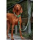 Zugstopp Halsband Sage XXL