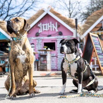 Zwei Hunde mit passenden Halsbändern und Leinen im Ananas-Muster sitzen vor einem pinken Gebäude mit dem Schild „JOHN“.