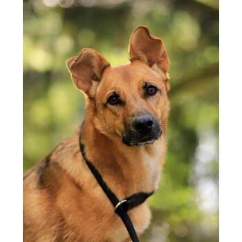 Nahaufnahme eines braunen Hundes mit aufrechten Ohren, der ein schwarzes Geschirr trägt, vor einem verschwommenen grünen Hintergrund.