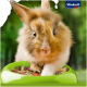 Eine Nahaufnahme eines flauschigen braun-weißen Kaninchens, das in eine grüne Schüssel mit buntem Haustierfutter greift, mit dem Vitakraft-Logo in der Ecke.