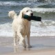 Golden Retriever trägt ein grünes Wasserspielzeug beim Spaziergang am Strand mit Wellen im Hintergrund.