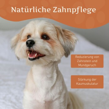 Ein glücklicher kleiner Hund auf einer weißen Oberfläche, mit Text darüber: "Natürliche Zahnpflege" und Kästchen für die Vorteile der Zahnpflege.