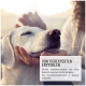 Ein Golden Retriever und eine graue Katze ruhen zusammen; die Katze frisst aus einer Schüssel. Das Bild enthält Fütterungsempfehlungen und Zubereitungsanweisungen.