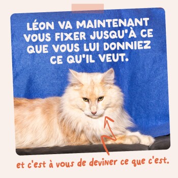 Chat ; « LÉON VA MAINTENANT VOUS FIXER JUSQU'À CE QUE VOUS LUI DONNIEZ CE QU'IL VEUT. » et c'est à vous de deviner ce que c'est.