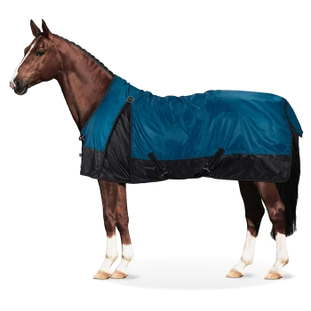 Ein braunes Pferd, das eine blaue und schwarze wasserdichte Decke trägt, steht im Profil vor einem weißen Hintergrund.