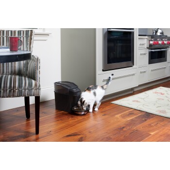 Eine dreifarbige Katze frisst aus einer Edelstahlschüssel auf einem Holzboden, neben einem schwarzen Futterbehälter für Haustiere, mit einem gestreiften Stuhl in der Nähe.