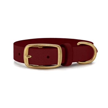 Rote Haustierhalsband mit einer goldenen Schnalle und D-Ring, auf einem weißen Hintergrund präsentiert.
