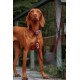 Zugstopp Halsband Bordeaux XL