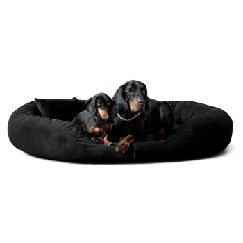 Zwei schwarz-braune Dackel liegen auf einem großen schwarzen Plüsch-Hundebett mit Kissen.