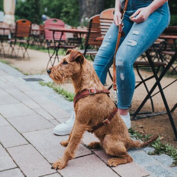 Ein brauner Hund in einem Geschirr sitzt neben einer Person in zerrissenen Jeans und weißen Sneakers, mit Außen-Café-Tischen im Hintergrund.