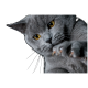Nahaufnahme einer grauen Katze mit auffälligen gelben Augen, die ihre Pfote in Richtung der Kamera gegen einen schwarzen Hintergrund ausstreckt.