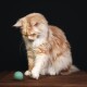 Un chat orange duveteux est assis sur une surface en bois, atteignant une petite balle en feutre verte, sur fond noir.