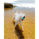 Een speelse witte hond met blauwe ogen staat in ondiep water, met een blauwe bal in zijn mond, omringd door hoog gras en een kalme vijver.