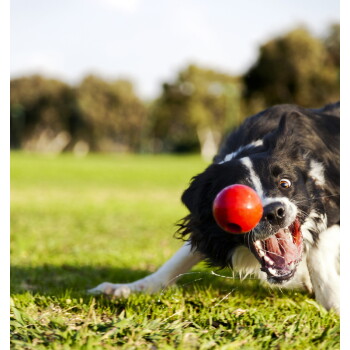 Czarno-biały border collie rzucający się przez trawę, aby złapać czerwoną piłkę, szeroko otwarte oczy i otwarte usta